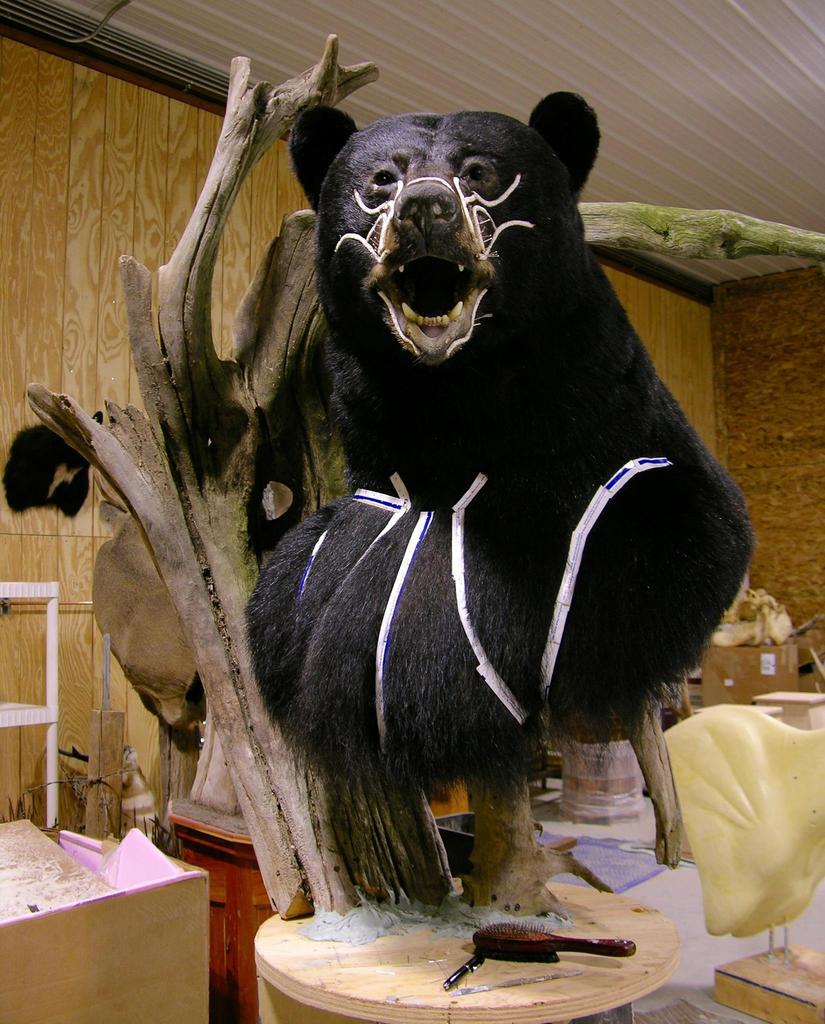 real bear taxidermy