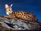 don-heywood-genet.jpg