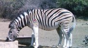 Zebra1-2.jpg