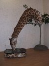 giraffe8.jpg