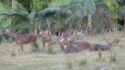 2008-7-12- Mauritius Java Deer 529.jpg