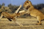 AfricanLion-Male-wFemale-046-Playing-'AirLions'.jpg