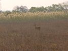 zambia2012withfinnsreedbuck076_zps16db8708.jpg