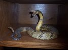 Rattle Snake.JPG