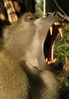 baboons2_zoom_zpsfbf7bf0b.jpg