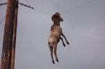 Virtually impossible to explain a Bighorn ram hanging on a power pole line.jpg