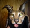 Karoo caracal head_zps9god1cby.jpg