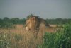 zambia-lion-091216.jpg