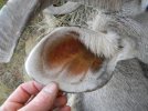 Kudu ear.jpg