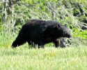 Big Black Bear 3.jpg