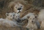 white lions4.jpg