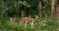 chital family worked Low Res.jpg