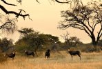 Namibia-dyrene-2.jpg
