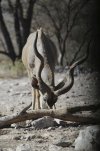 Kudu2Day3_zps48112dcc.jpg