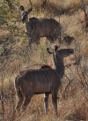 Kudu Cows on hillside.jpg