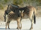 Baby Zebra_zps8mxinmhk.jpg