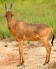 220px-Male_Jackson%27s_hartebeest.jpg