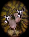 GEMSBOK_zpsi49lkdd1.jpg