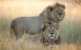 Cecil-and-Jericho_3390407b.jpg