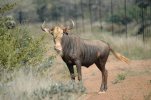 golden wildebeest.JPG