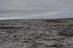 Caribou Hunt 2015 063_zpsifnufslm.jpg