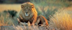 lion-namibia1.jpg