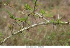fever-tree-acacia-xanthophloea-fabaceae-south-africa-close-up-of-thorns-bweje2.jpg