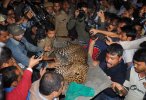 Leopard-scalps-man-in-India-4.jpeg
