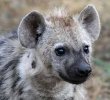 hyena-pup_rctb-5135.jpg