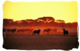 black-wildebeest-sunset-rsa.jpg