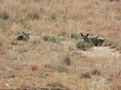 Bat Eared Fox.JPG