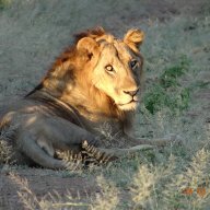 Nyakasanga Hunting Safaris