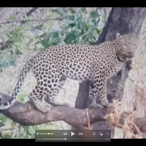 Leopard Hunt Tanzania