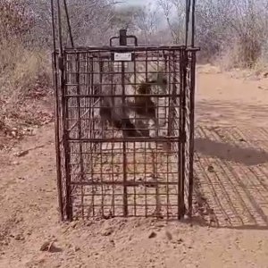 Brown Hyena Caught In Cage That Was Set For Caracal