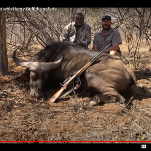 Buffalo cull hunt South Africa