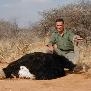 Ostrich Hunting in Namibia