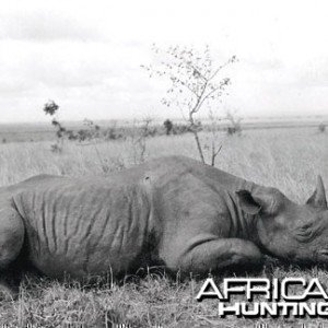 Hunting Black Rhino