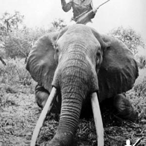 Elephant Hunting Safari