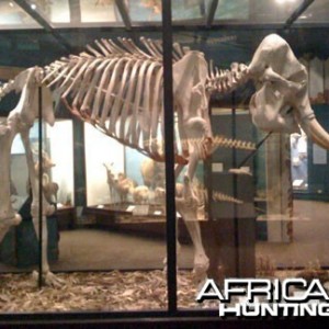 African Elephant Skeleton