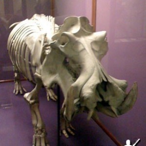 Hippopotamus Skeleton