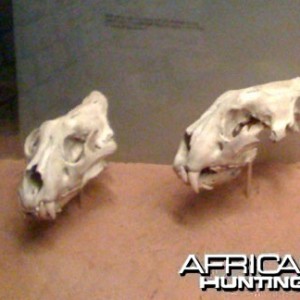 Skulls Of The Man Eating Lions of Tsavo