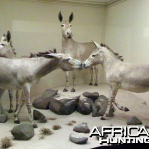 Taxidermy African Wild Ass