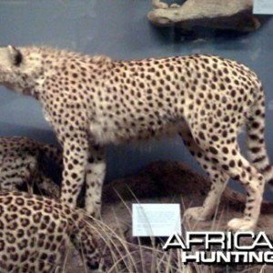 Taxidermy Cheetah