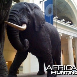 Elephant Taxidermy