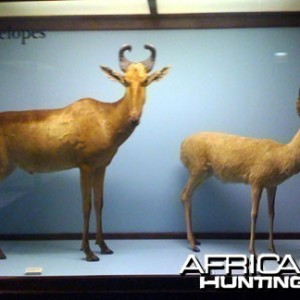 Taxidermy Lichtenstein Hartebeest & Puku