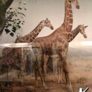 Taxidermy Reticulated Giraffe