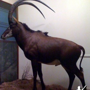 Taxidermy Sable Antelope