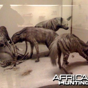 Taxidermy Stripped Hyena