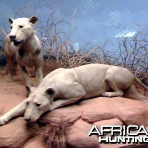 The Man Eating Lions of Tsavo