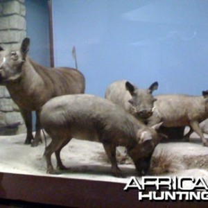 Taxidermy Warthog